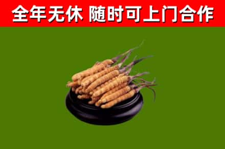 巴楚县烟酒回收冬虫夏草.jpg